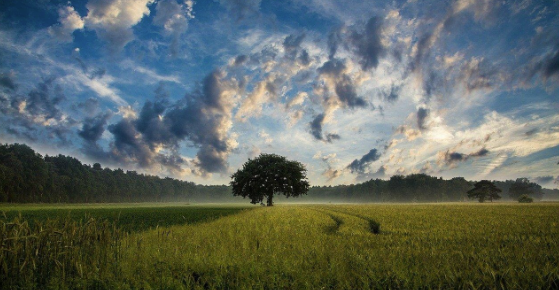 Energia solar na agricultura as 4 maiores vantagens